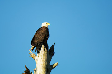 bald eagle on background of blue sky