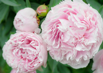 Fluffy pink peonies growing in the home garden.