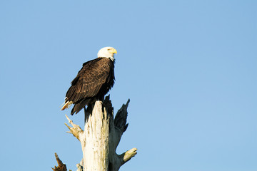 bald eagle on a dead tree