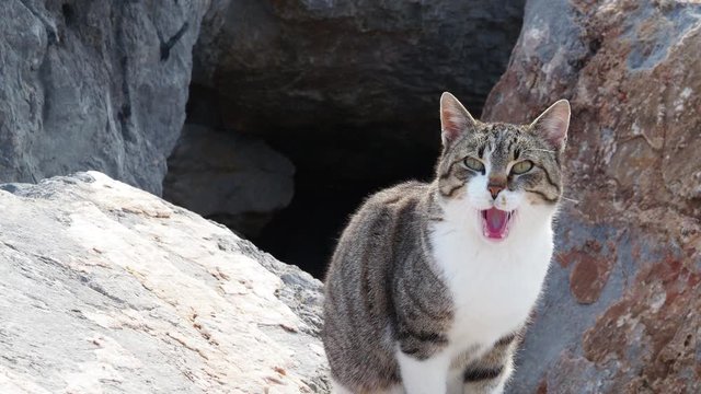 Video of a cat meowing in a stone of the cove of Port Ginesta in Barcelona.