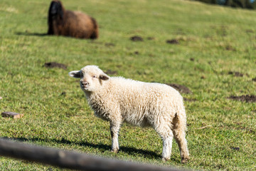 Sheep on a sunny day