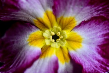spring time primrose floral close up 
