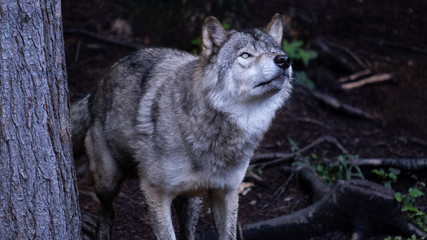 Obraz premium loup 