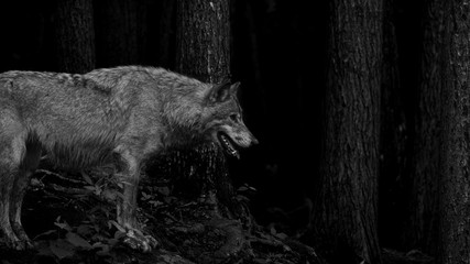 alpha wolf  © joan