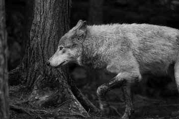 hunter wolf 