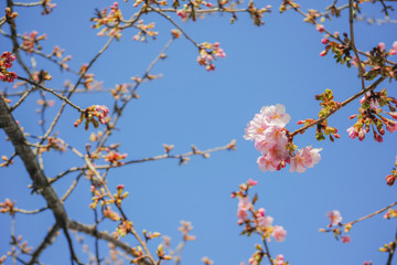 青空バックに咲き始めた河津桜の花と蕾