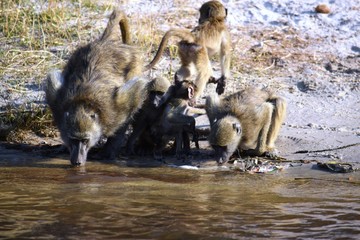 Fototapeta premium A group of baboons drinking water of Chobe river