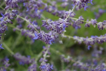 Lavendel
