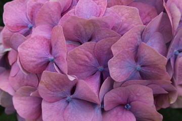 Hortensie © Nika_Art