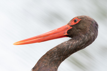 South African birds - A black stork - Ciconia nigra - with moving water in the background photographed at a wier in Kruger National Park in South Africa