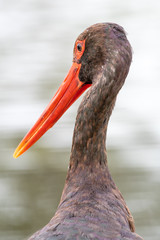 South African birds - A black stork - Ciconia nigra - with moving water in the background photographed at a wier in Kruger National Park in South Africa