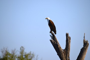 An African fish eagle looking for prey from the top of a tree in Chobe National Park