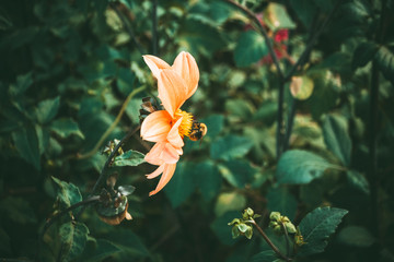 Summer and autumn blooming orange gerbera flowers background, A bee on a flower collects pollen. Template for design