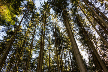 Low angle view of beech forest in springtime