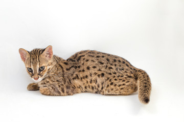 The asian leopard cat or Sunda leopard cat (Prionailurus bengalensis) Prionailurus javanensis...