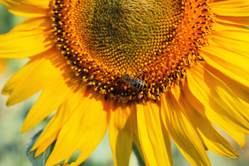 Close-up bright sunflower flower with a bee sitting on it.