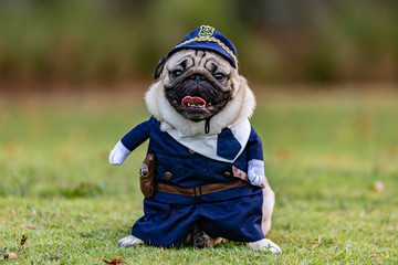 Pug dog wearing police uniform standing on green grass with happiness and having fun with...