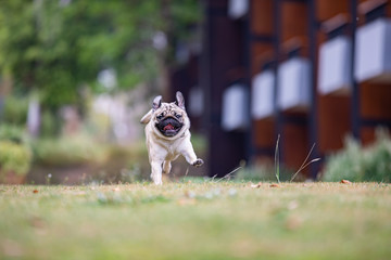 Pug dog running on green grass with happiness and having fun,Healthy dog running in park,Dog Activities Concept