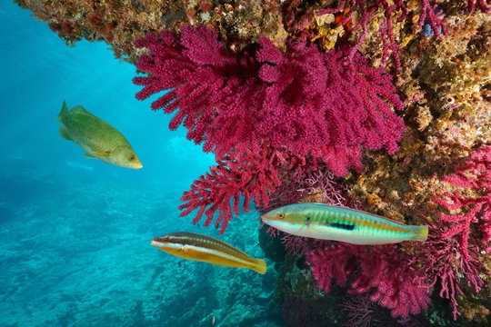 Mediterranean sea colorful marine life underwater, soft coral with wrasse fish, Cap de Creus, Costa Brava, Spain