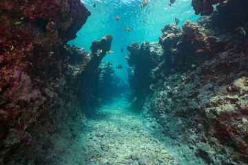 Fototapeta na wymiar Underwater seascape, a narrow trench with some fish in a rocky reef eroded by the swell, Pacific ocean, French Polynesia, Oceania