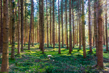 Obraz premium Mossy green forest