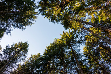 Low angle view of beech forest in springtime