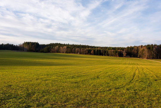 Field of grass with blue sky