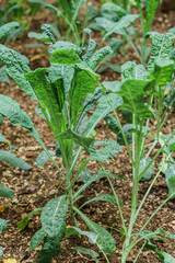 young kale plant in the garden
