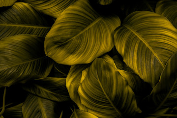 Obraz na płótnie Canvas leaves of Spathiphyllum cannifolium, abstract Yellow texture, nature background, tropical leaf