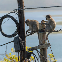 Hermanus, Western Cape, South Africa. Dec 2019.  Two Vervet monkeys eating  and playing near an...
