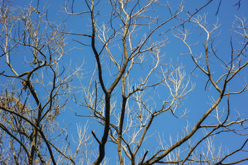 青空バックの冬枯れの木