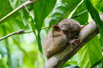 Sleepy tarsier with closed eyes, small primate, on branch in nature, Bohol, Philippines