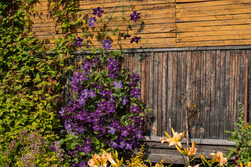 close-up of purple clematis flowers with a yellow stamen in the village against the background of a wooden shed