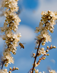 Flowers, Spring, Insect - A honeybee visits a white flowering flower, from a mirabelle tree to gather nectar, on a sunny day in April, near Marburg in Germany.