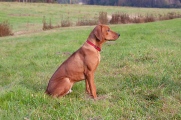 young rhodesian ridgeback coursing training