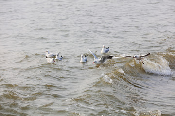 Seagulls flying on the sea