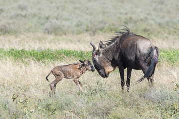 Blue Wildebeest (Connochaetes taurinus) mother with a new born calf trying to stand on savanna, Ngorongoro conservation area, Tanzania.