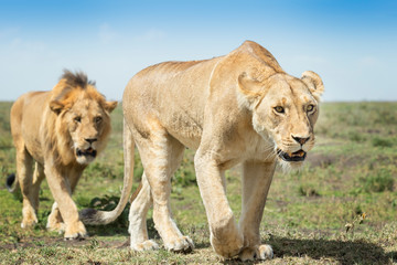 Lioness (Panthera leo) and male lion close up at savanna, Ngorongoro conservation area, Tanzania.