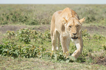 Fototapeta na wymiar Lioness (Panthera leo) close up at savanna, looking at camera, Ngorongoro conservation area, Tanzania.