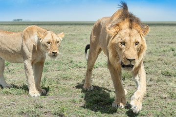 Male Lion (Panthera leo) and lioness close up at savanna, Ngorongoro conservation area, Tanzania.