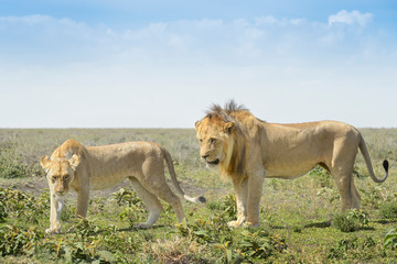 Lion (Panthera leo) pair behavior prior to mating, Ngorongoro conservation area, Tanzania.