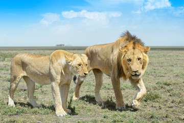 Lion (Panthera leo) pair behavior prior to mating, Ngorongoro conservation area, Tanzania.