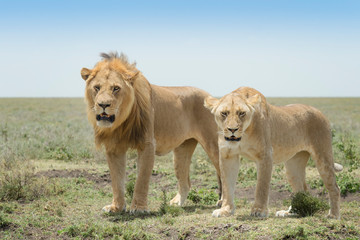 Lion (Panthera leo) pair standing on savanna, Ngorongoro conservation area, Tanzania.