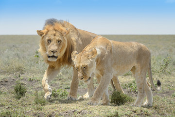 Obraz na płótnie Canvas Lion (Panthera leo) pair behavior prior to mating, Ngorongoro conservation area, Tanzania.