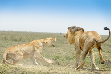 Obraz na płótnie Canvas Lion (Panthera leo) pair fighting during mating, Ngorongoro conservation area, Tanzania.