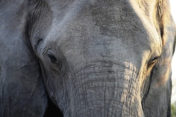 Fototapeta premium Closeup of the head of a huge elephant in Chobe National Park, Botswana
