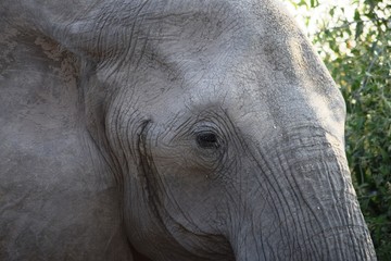 Closeup of the head of a huge elephant in Chobe National Park, Botswana