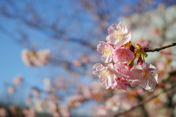 青空バックに咲き始めた河津桜の花