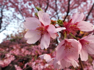 Beautiful pink flowers blooming in the spring