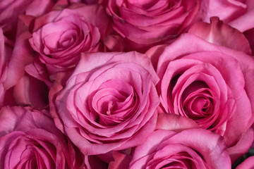 background of many bright pink roses close-up, top view